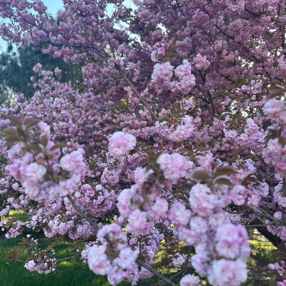 Private Listing for LUCCI